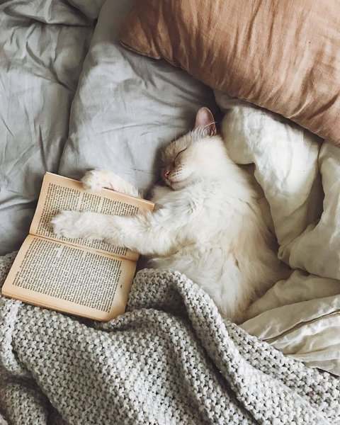 Коты на кровати