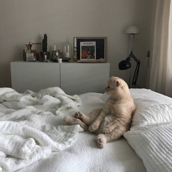 Кошка проснулась