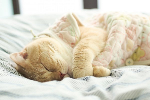 Спящий котик