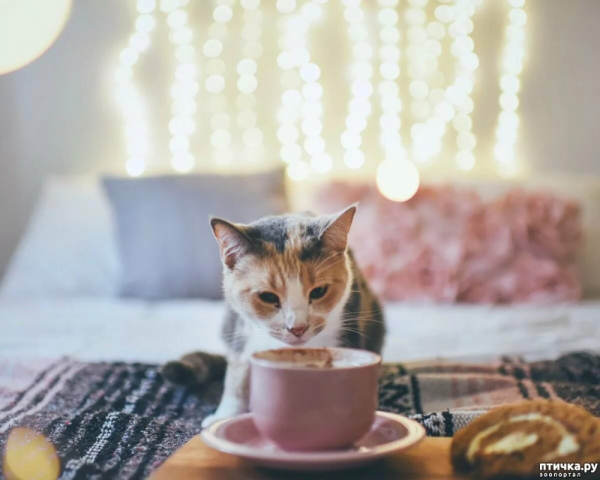 Доброе утро котик