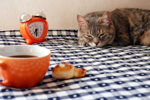 Кошки и завтрак