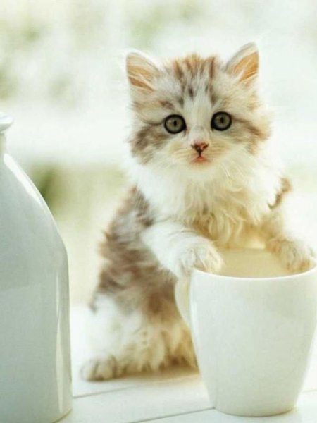 Утренний котик