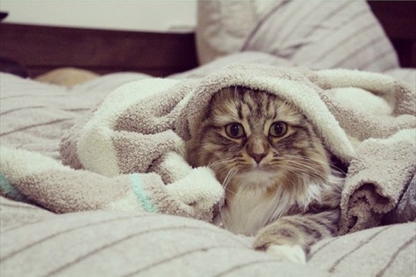 Кот проснулся