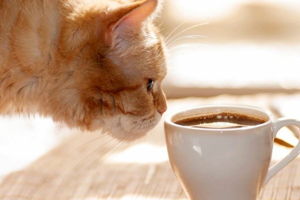 Утренний котик