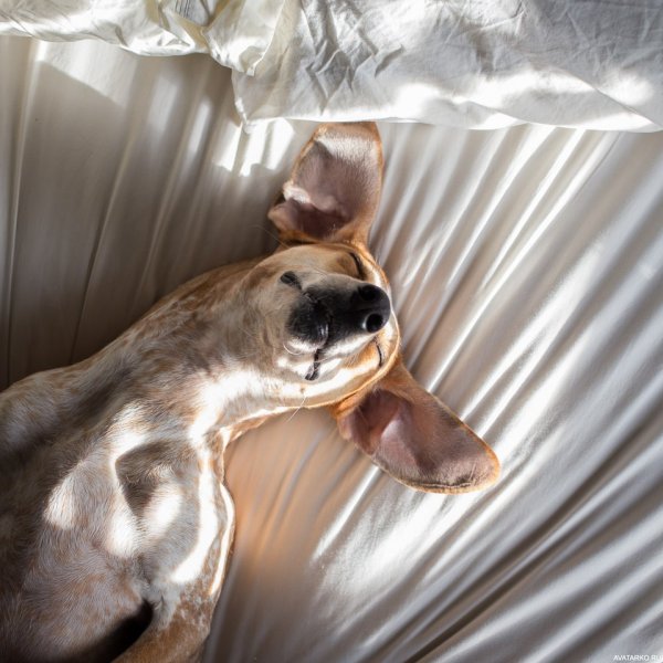 Картинка утро собаки (38 фото)