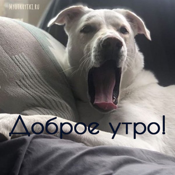 С добрым утром собаки