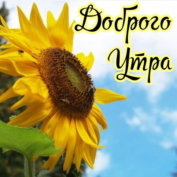 Доброе утро Подсолнухи