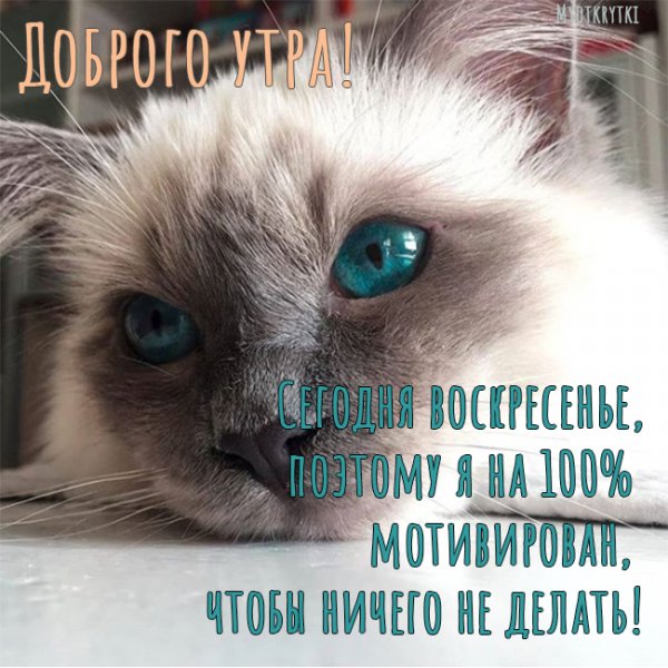 Доброе утро воскресенье прикольные