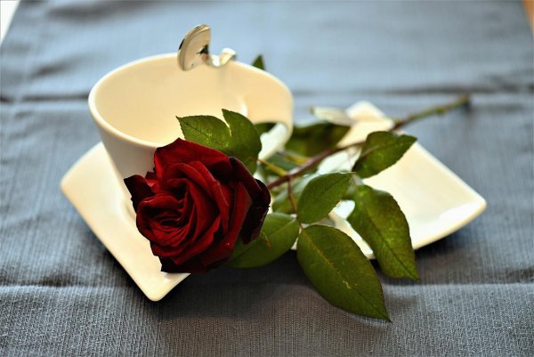 Красные розы и кофе