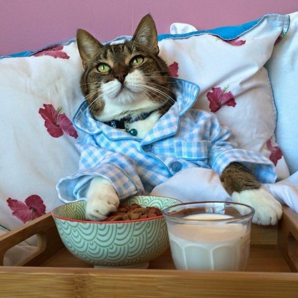 Утренний кот