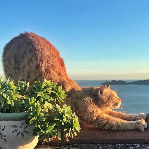 Позитивный котик