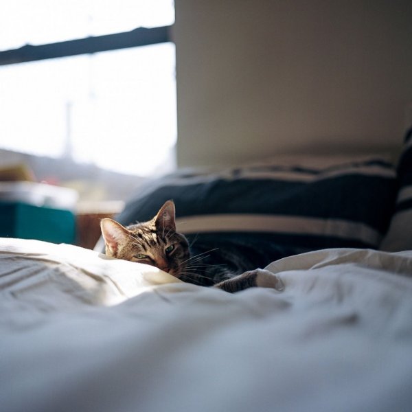 Кошачье утро