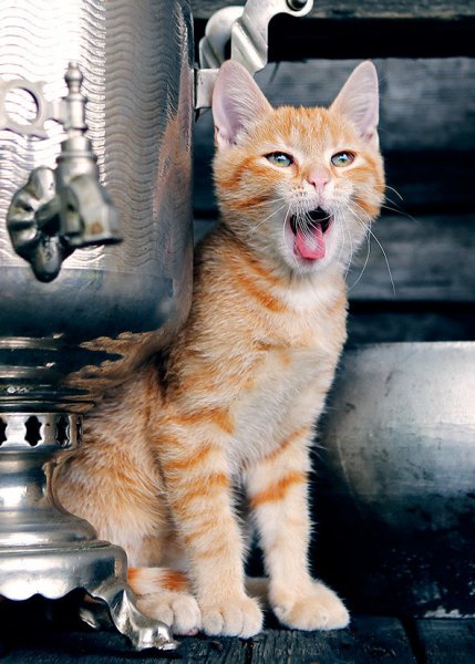 Коты утром