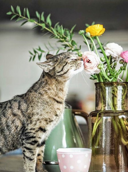 Котенки и цветы