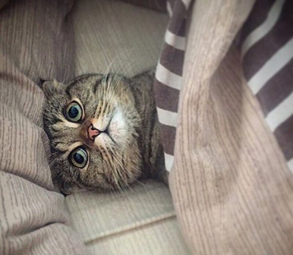 Утро котики