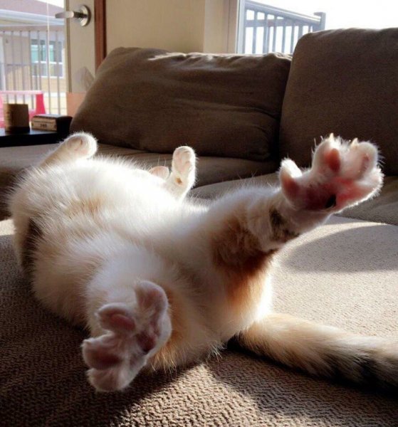 Котенок потягивается