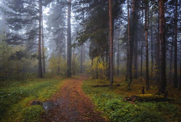 Утро в лесу