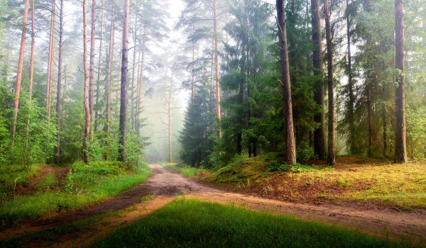 Лес на заре