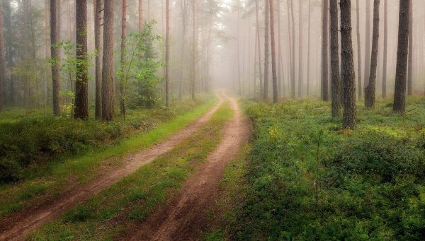 Осенний лес Подмосковье Ромашковский лес