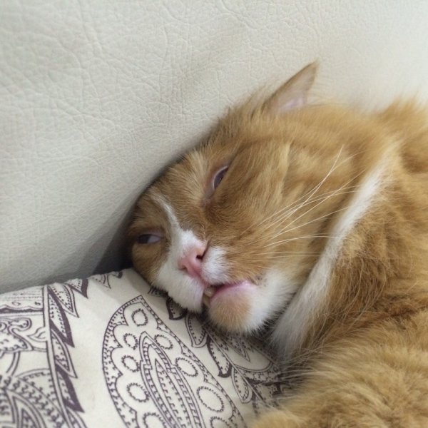 Кот с похмелья