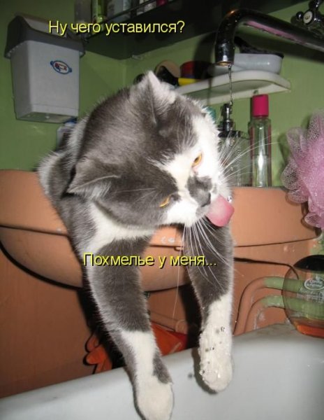 Похмелье приколы