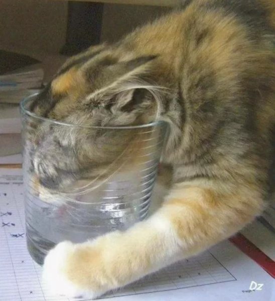 Коты- Бодуны