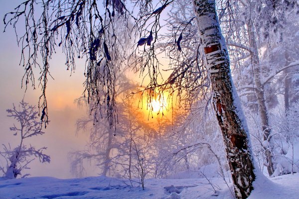 Морозное утро в лесу