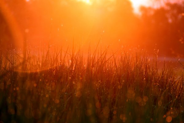 Картинка оранжевое утро (43 фото)