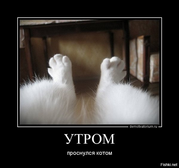 Шутки про белую и пушистую