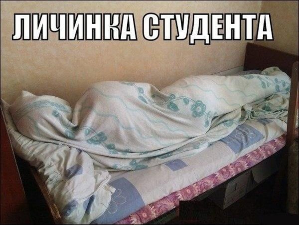 Личинка студента