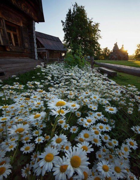 Природа лето деревня