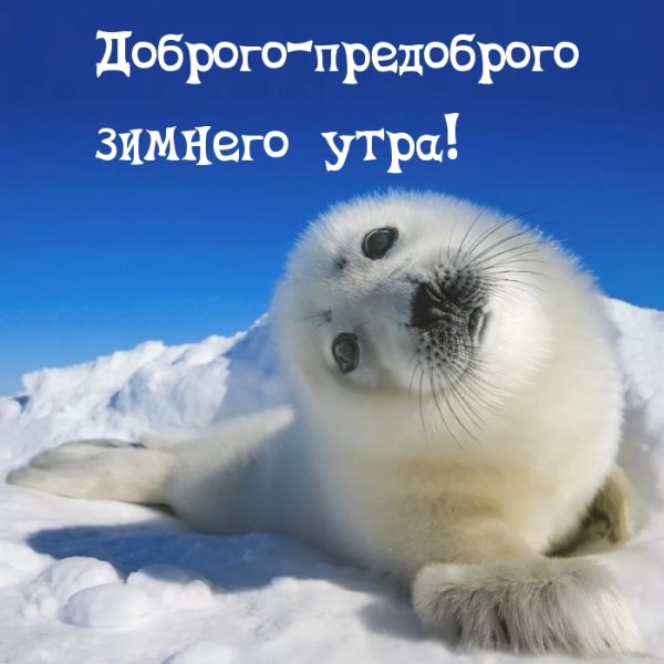 Доброе зимнее утро