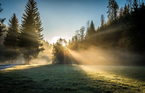 Пейзаж утреннего леса