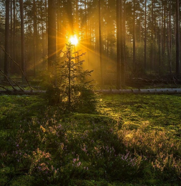 Рассвет в лесу