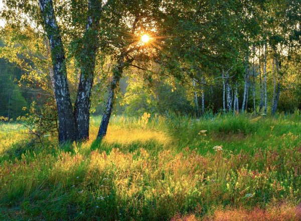 Туманное утро в лесу