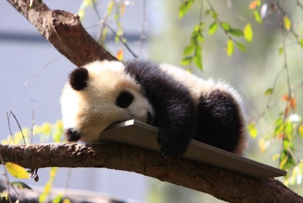 Картинка панда утром (44 фото)