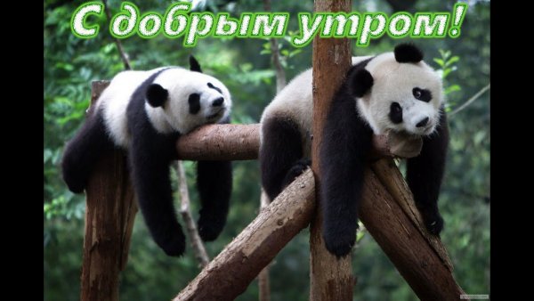 Доброе утро Панда