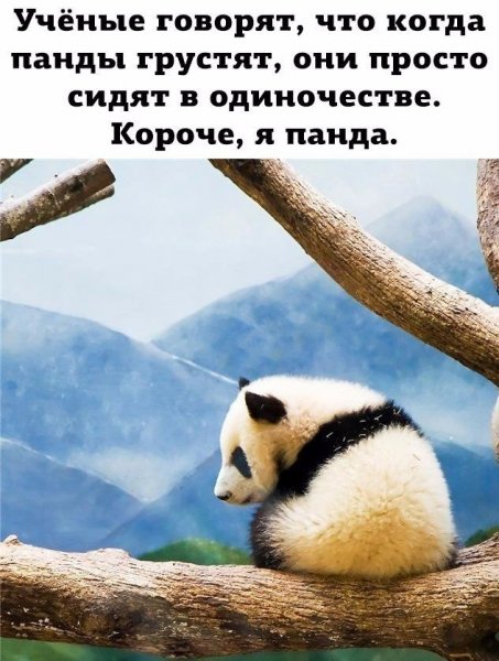 Шутки про панду