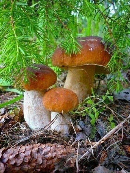 Красивые грибы в лесу
