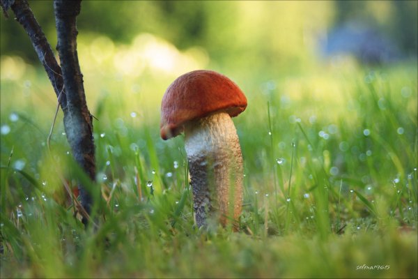 Грибная Полянка