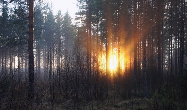 Рассвет в тайге