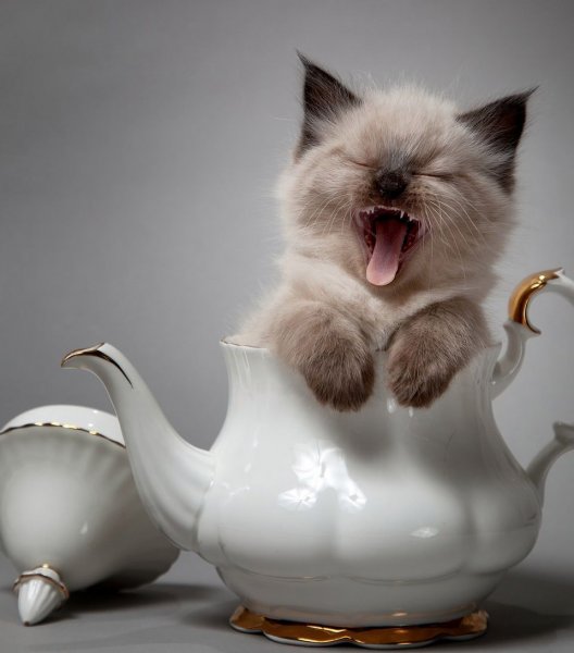 Котенок утром