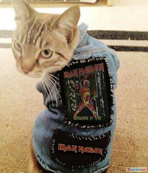 Кот в косухе
