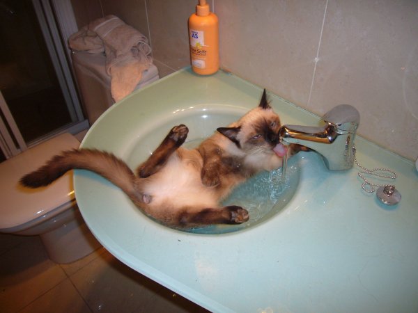 Кот в раковине с водой