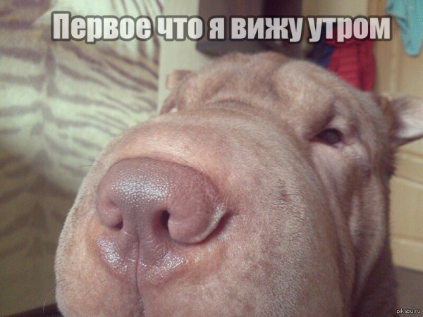 Доброе утро шарпей