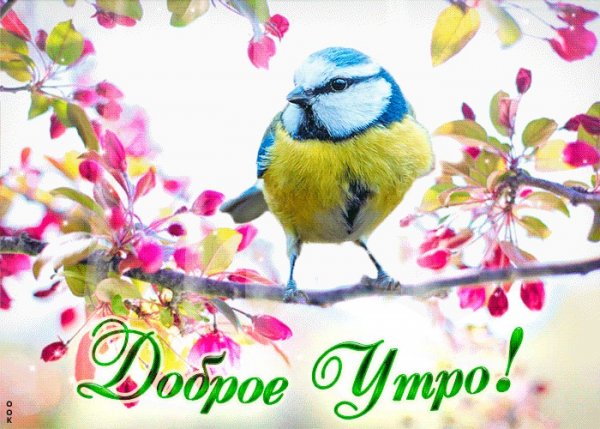 Открытки с добрым утром с птичками