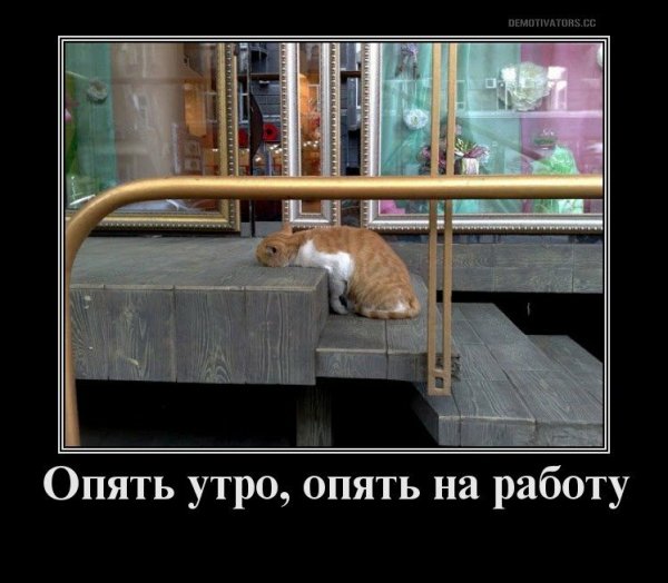 Вискас демотиваторы