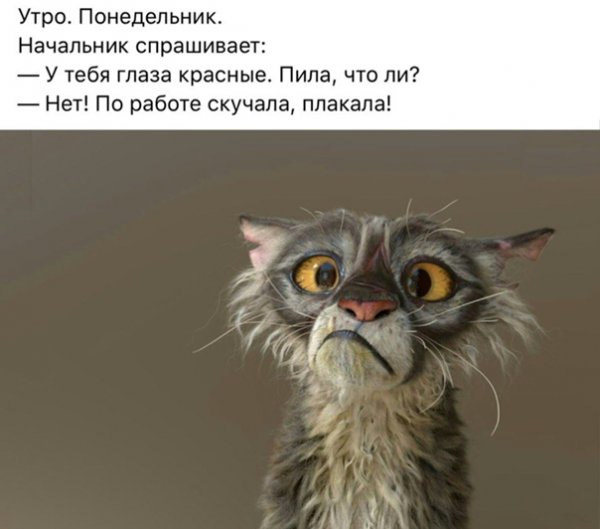 Я В понедельник утром