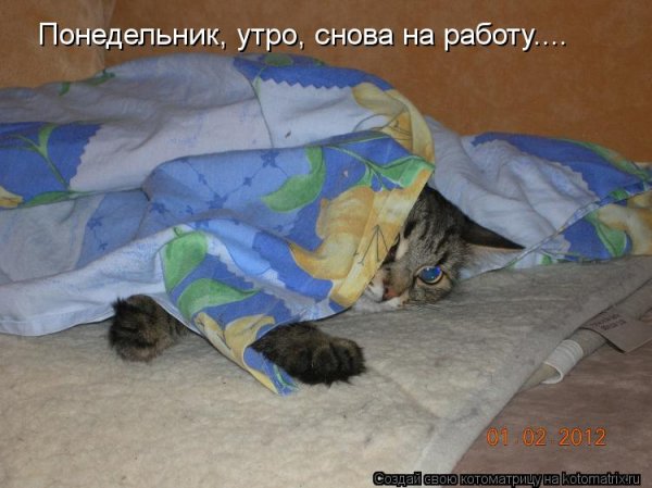 Утро понедельника на работе