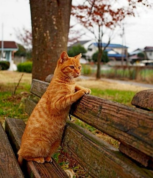 Забавный рыжий кот